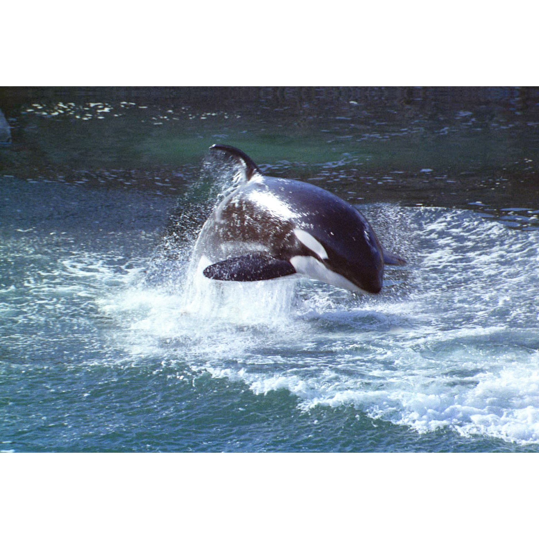 Gift Trenz Orca Motion Postcard (20314)