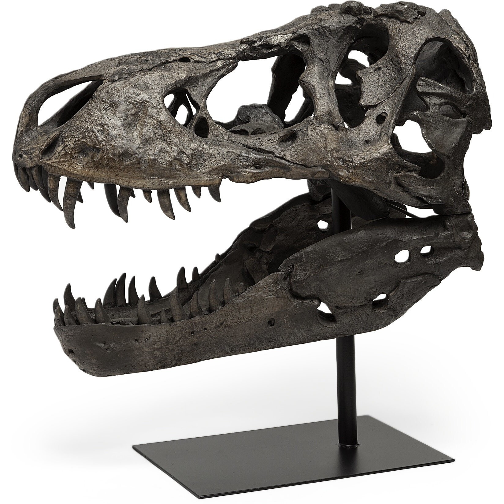 Authentic Replica T Rex Skull Sculpture