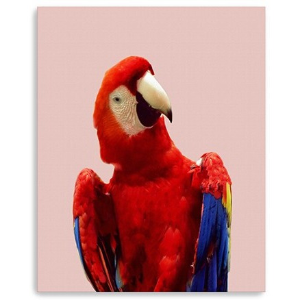 30"" Vibrant And Vivid Bird Canvas Wall Art