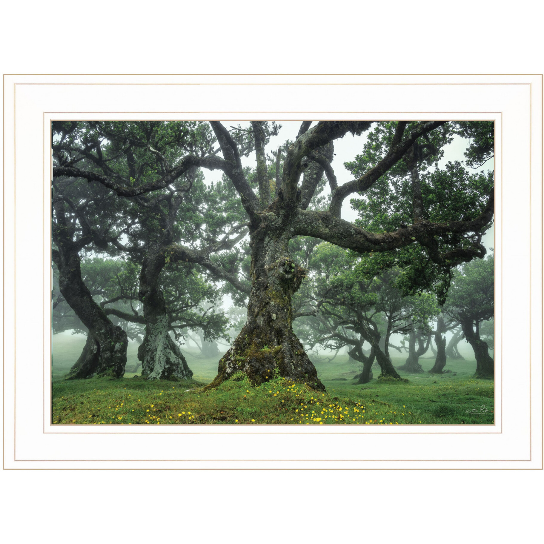 Enchanted Forest I 2 White Framed Print Wall Art