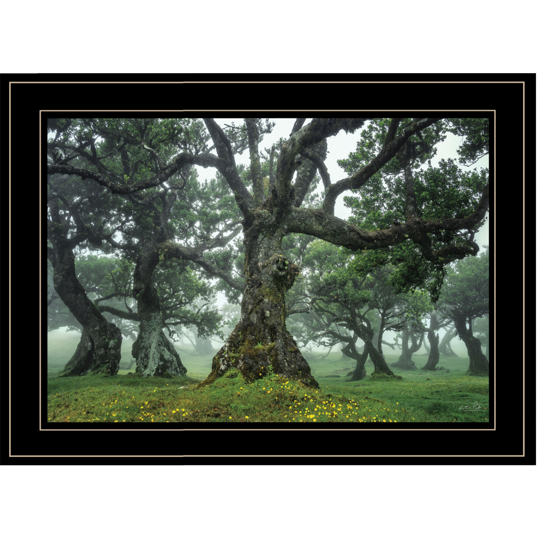 Enchanted Forest I 4 Black Framed Print Wall Art