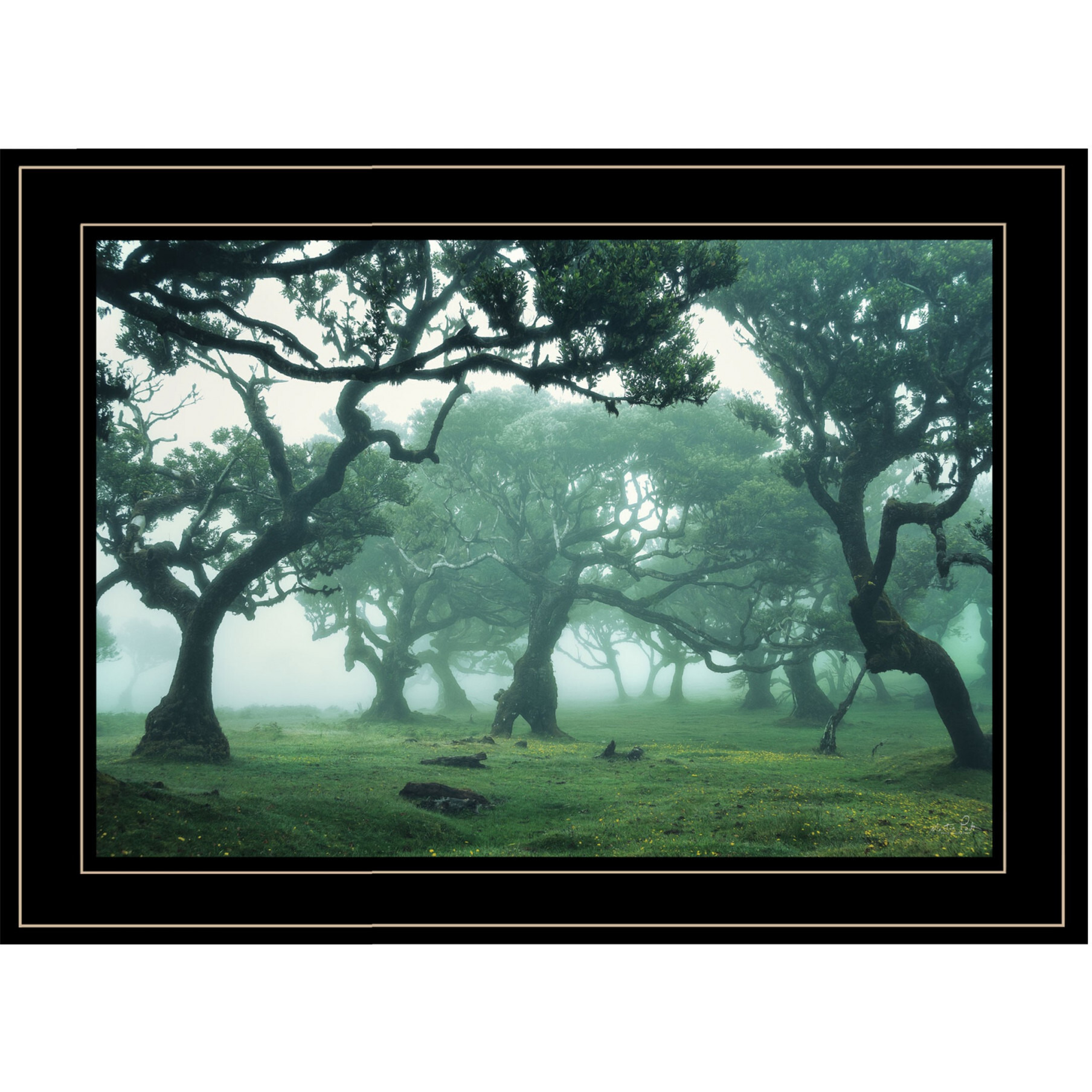 Enchanted Forest Ii 4 Black Framed Print Wall Art