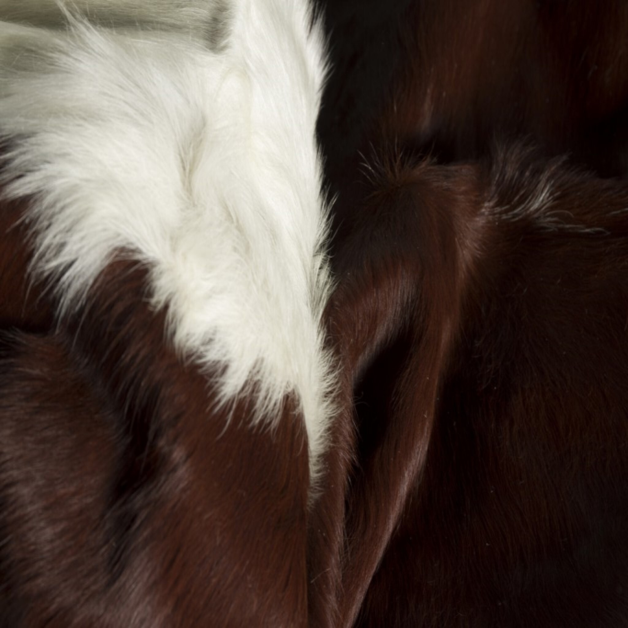 6' X 7' Brown And White Natural Cowhide Area Rug
