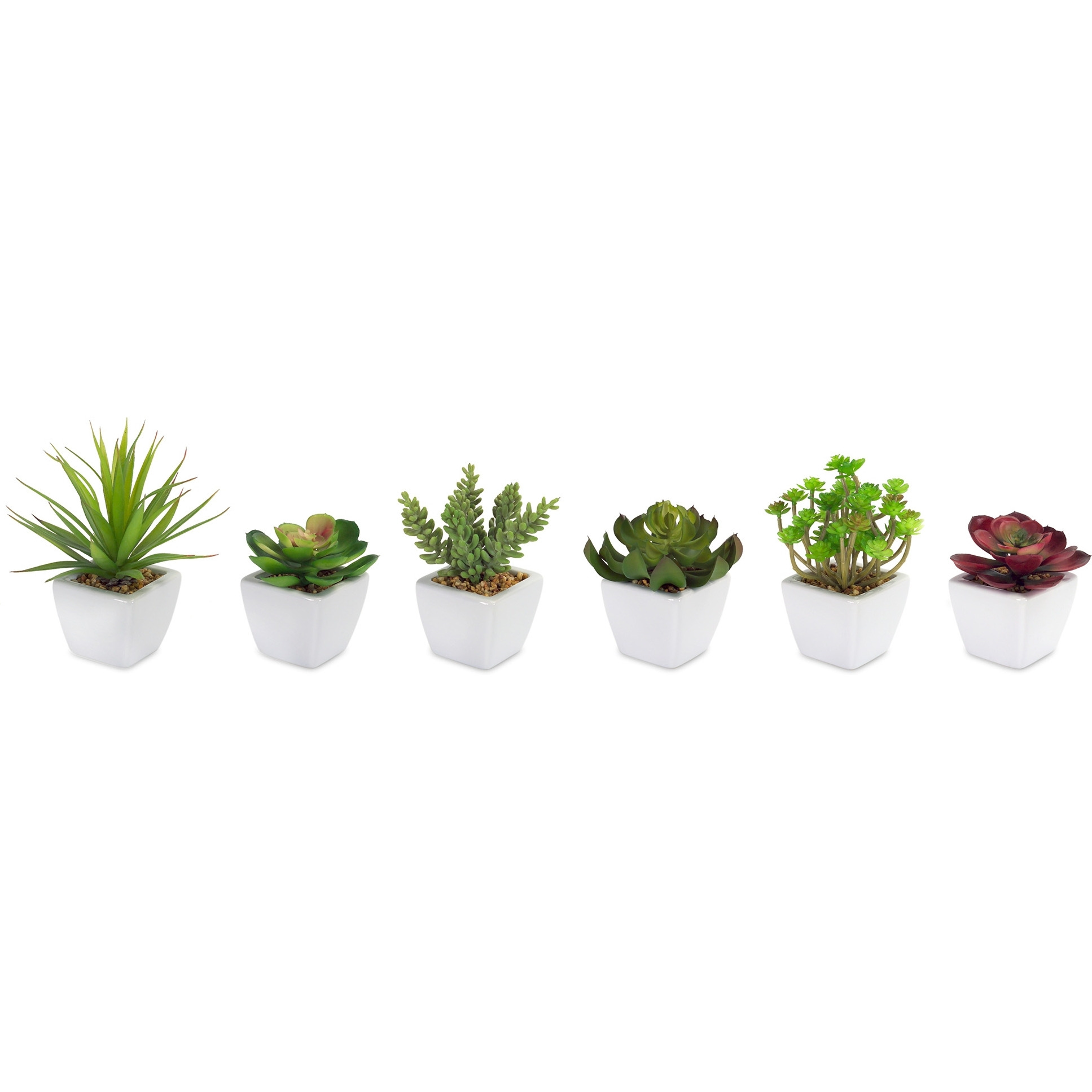 Potted Succulent (Set of 6)