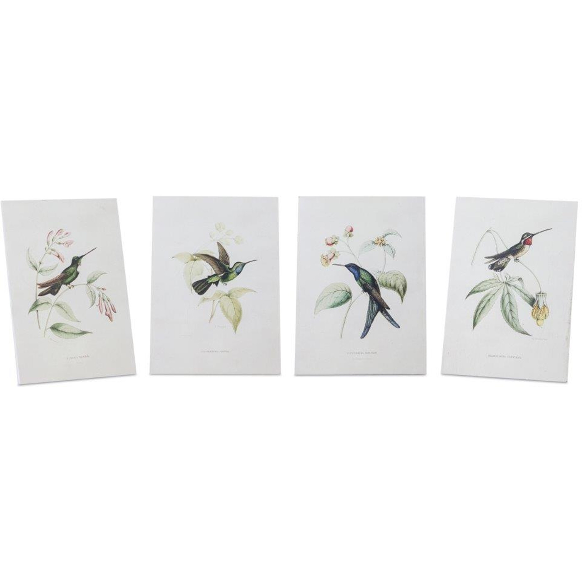 Hummingbird Print (Set of 4)