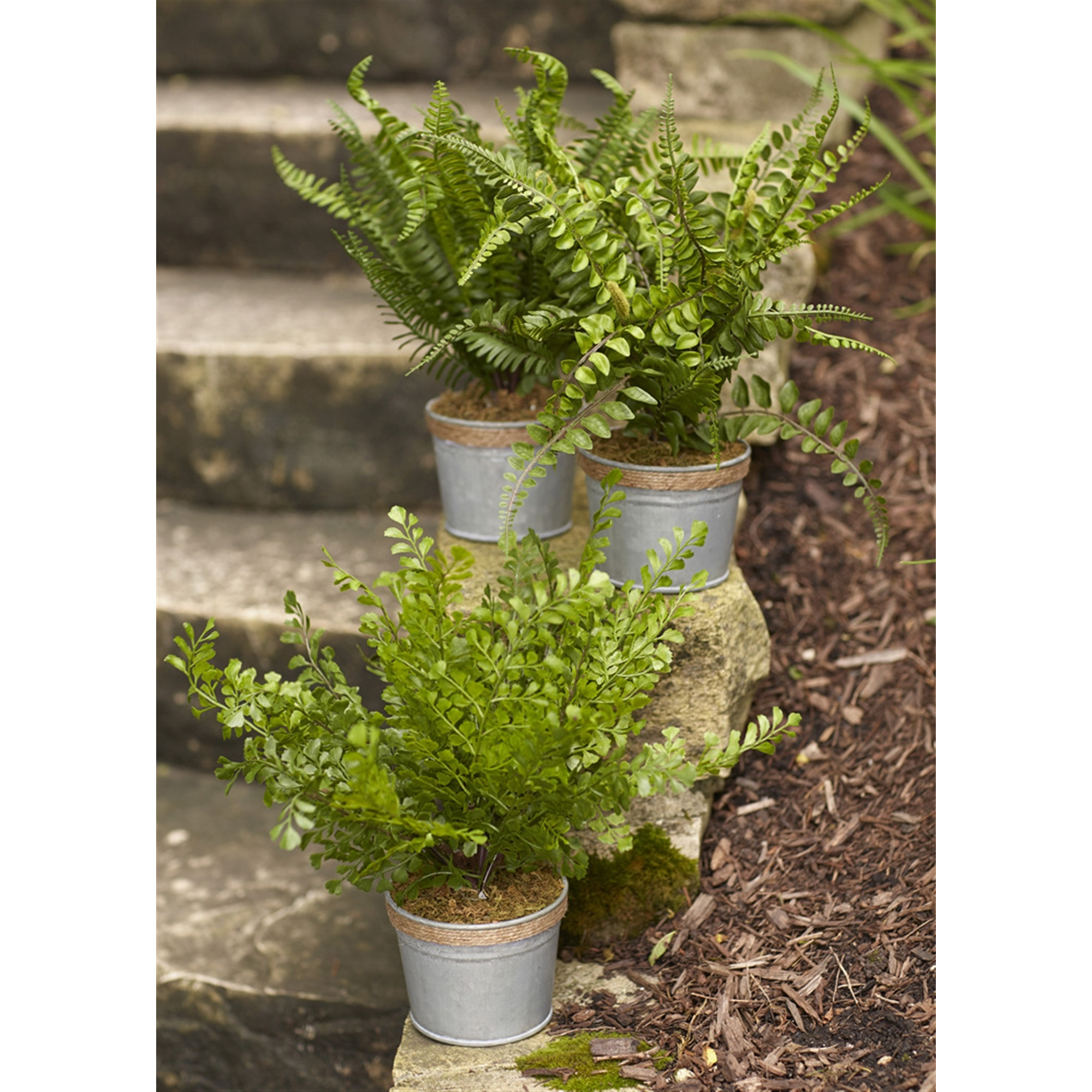 Potted Fern Plant (Set of 3)