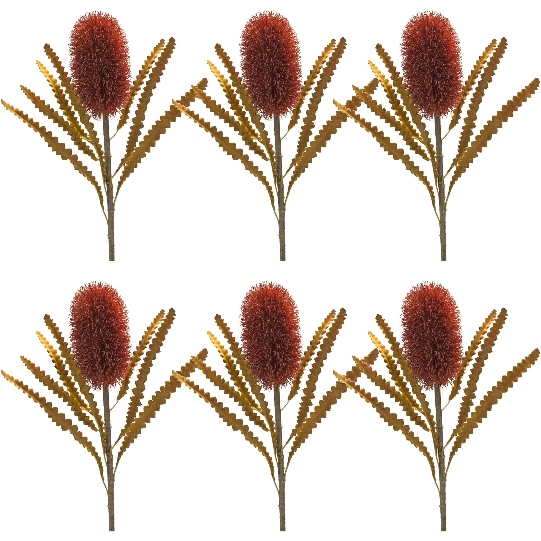 Banksia Stem (Set of 6)