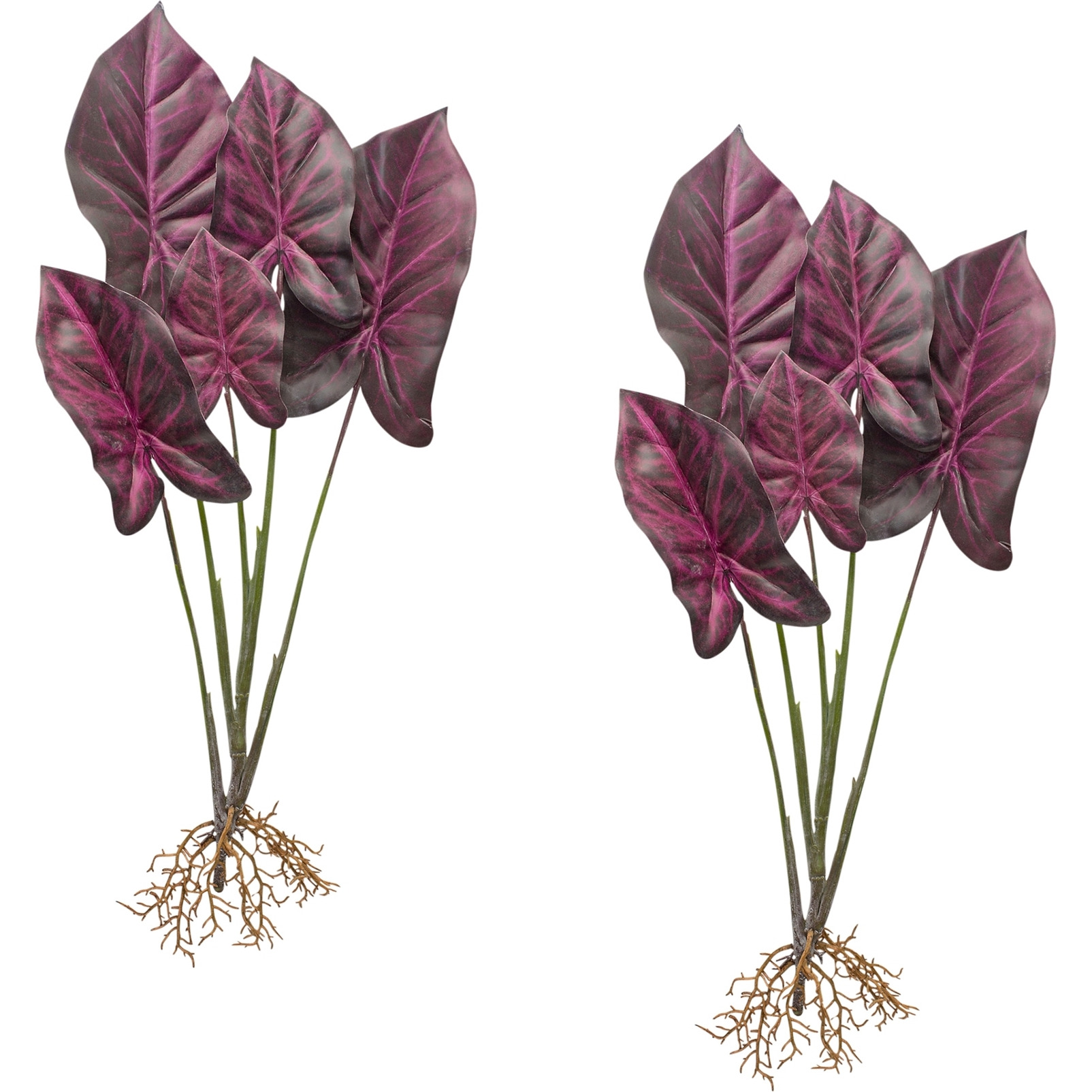 Caladium Plant (Set of 2)