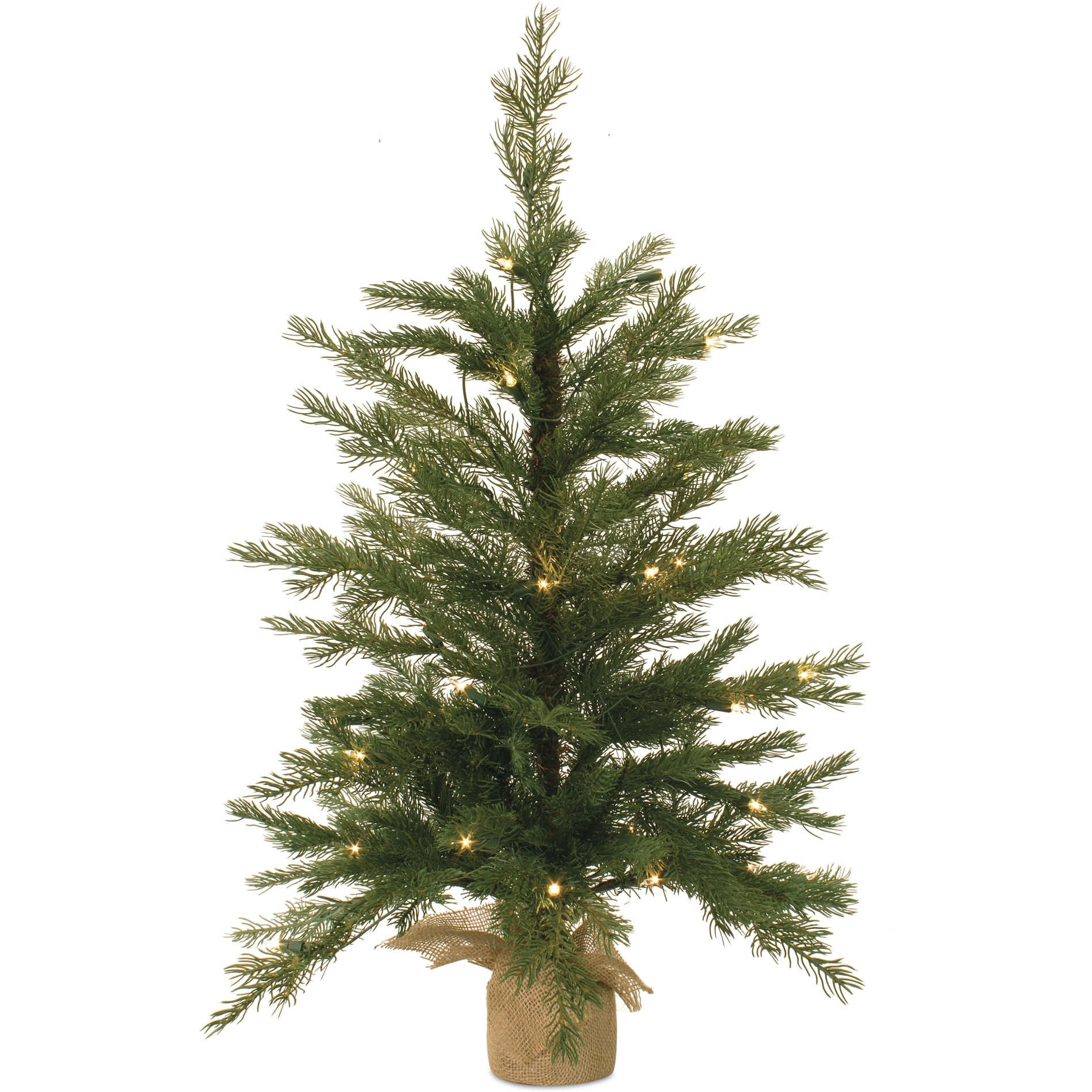 Pine Tree in Burlap