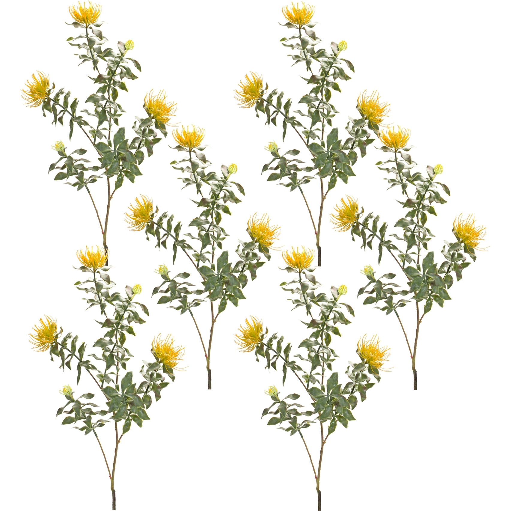Protea Stem (Set of 6)
