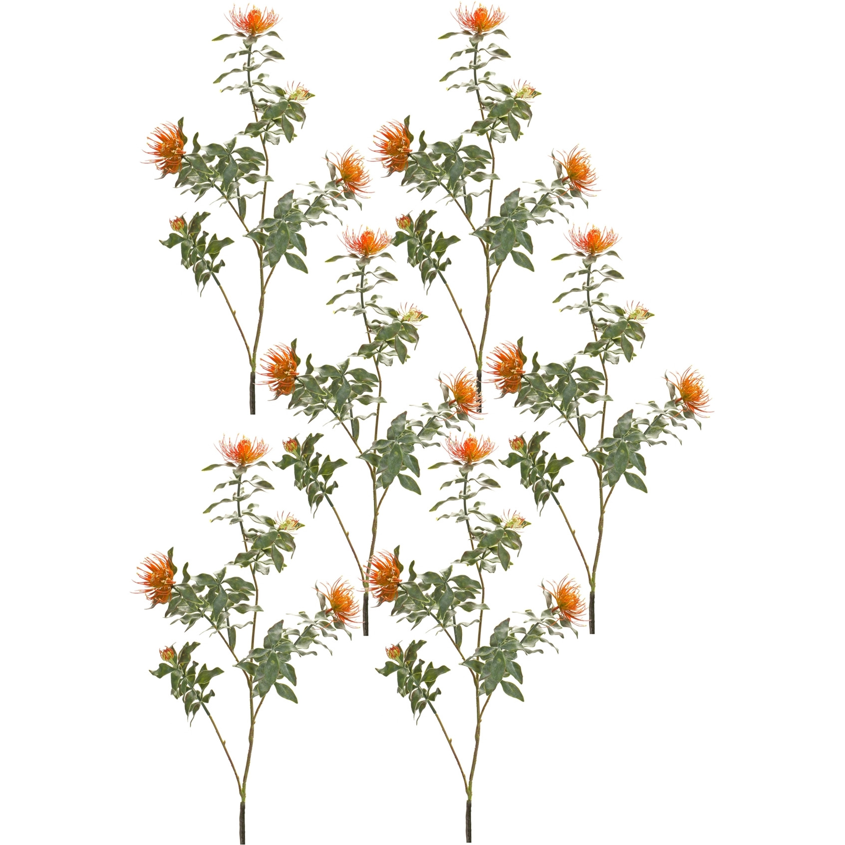 Protea Stem (Set of 6)