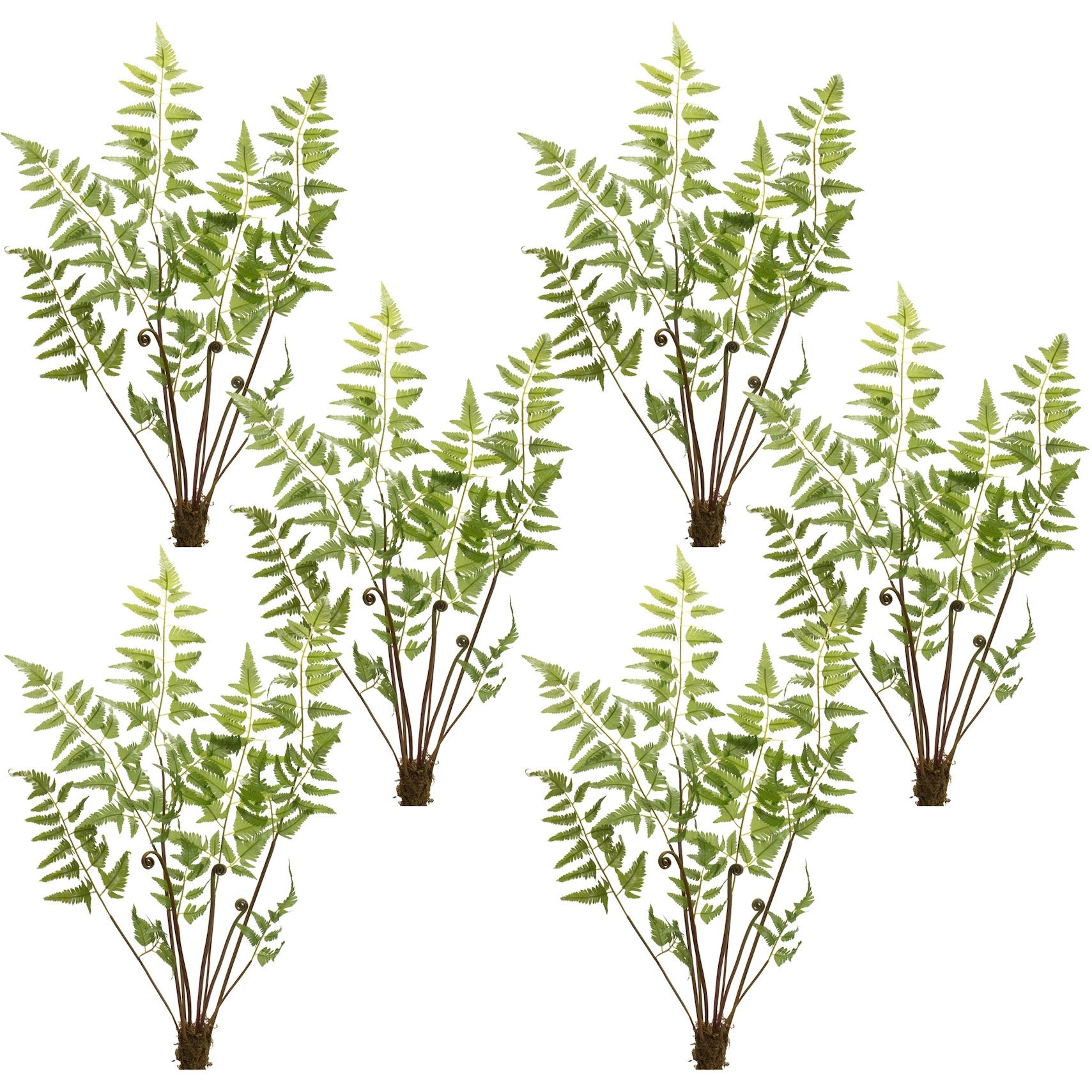 Fern Bundle (Set of 6)