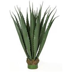Autograph Foliages A-186045 36 in Large Outdoor Pandanus Plant&44 green