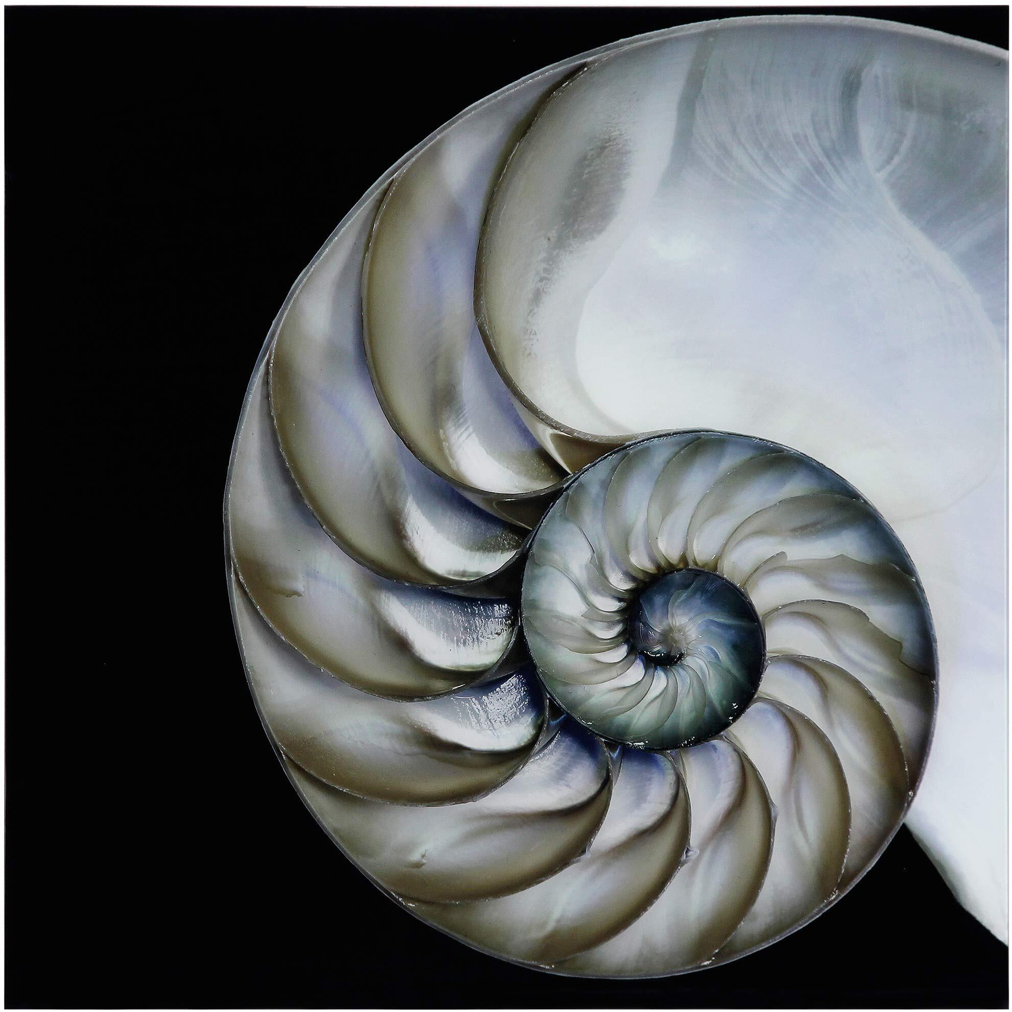 Empire Art Direct TMP-EAD1877-3636 Frameless Free Floating Tempered glass Art by EAD Art coop - Pearly Nautilus
