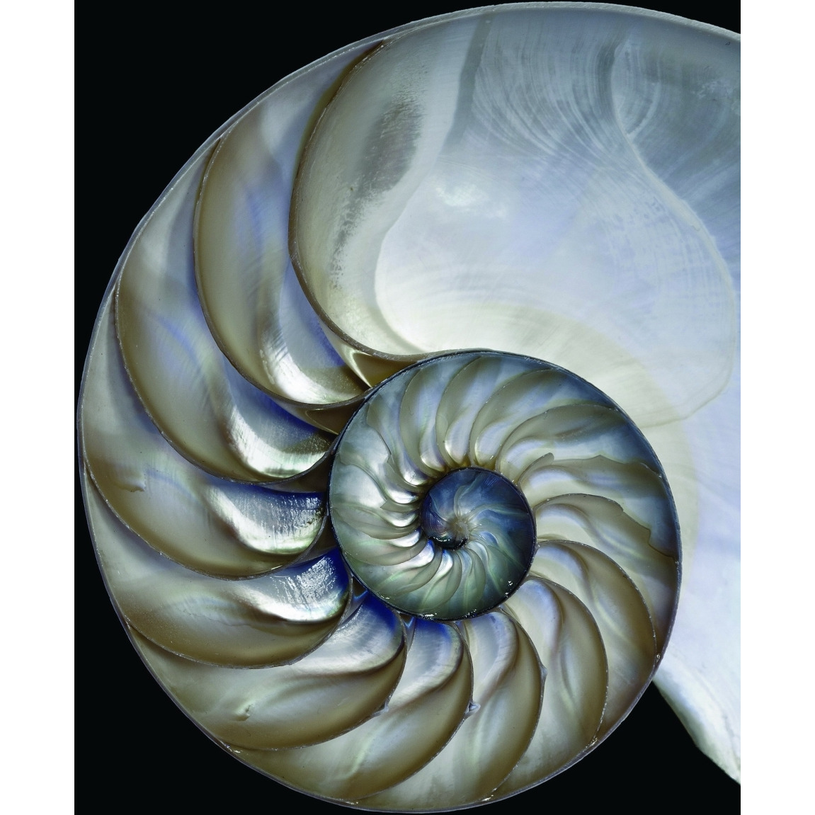 Empire Art Direct TMP-EAD1877-3636 Frameless Free Floating Tempered glass Art by EAD Art coop - Pearly Nautilus