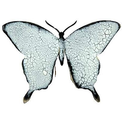Designocracy 99718-M Butterfly Wooden Magnet