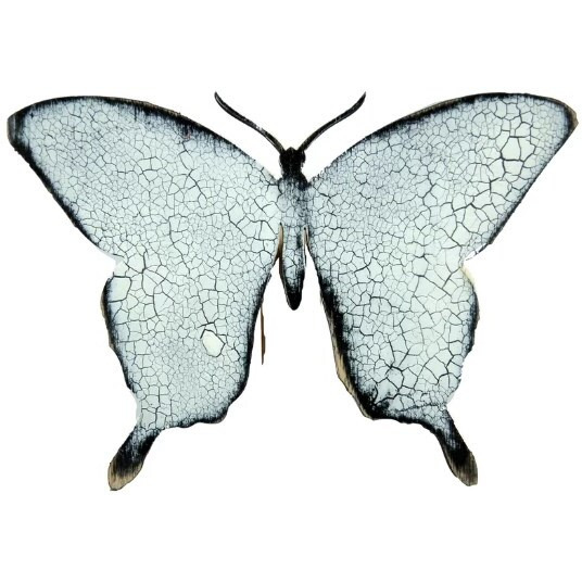 Designocracy 99718-M Butterfly Wooden Magnet