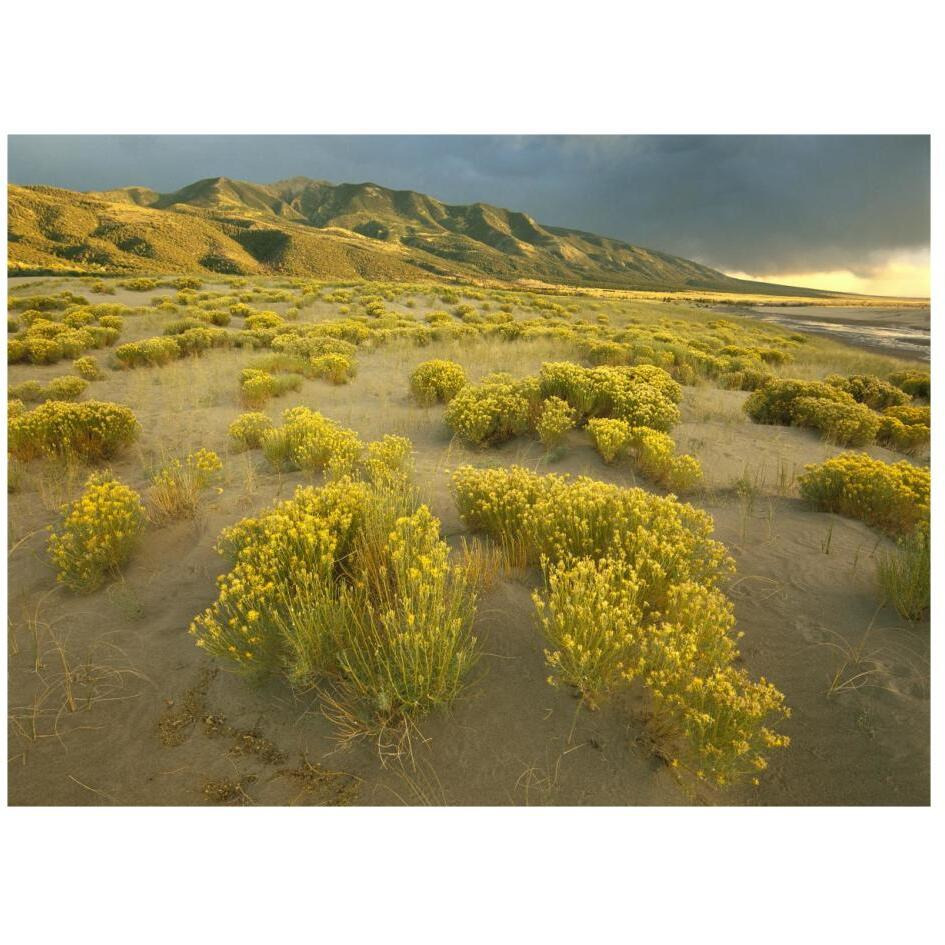 Sangre de Cristo Mountains at Great Sand Dunes National Monument, Colorado-Paper Art-26&quotx20"