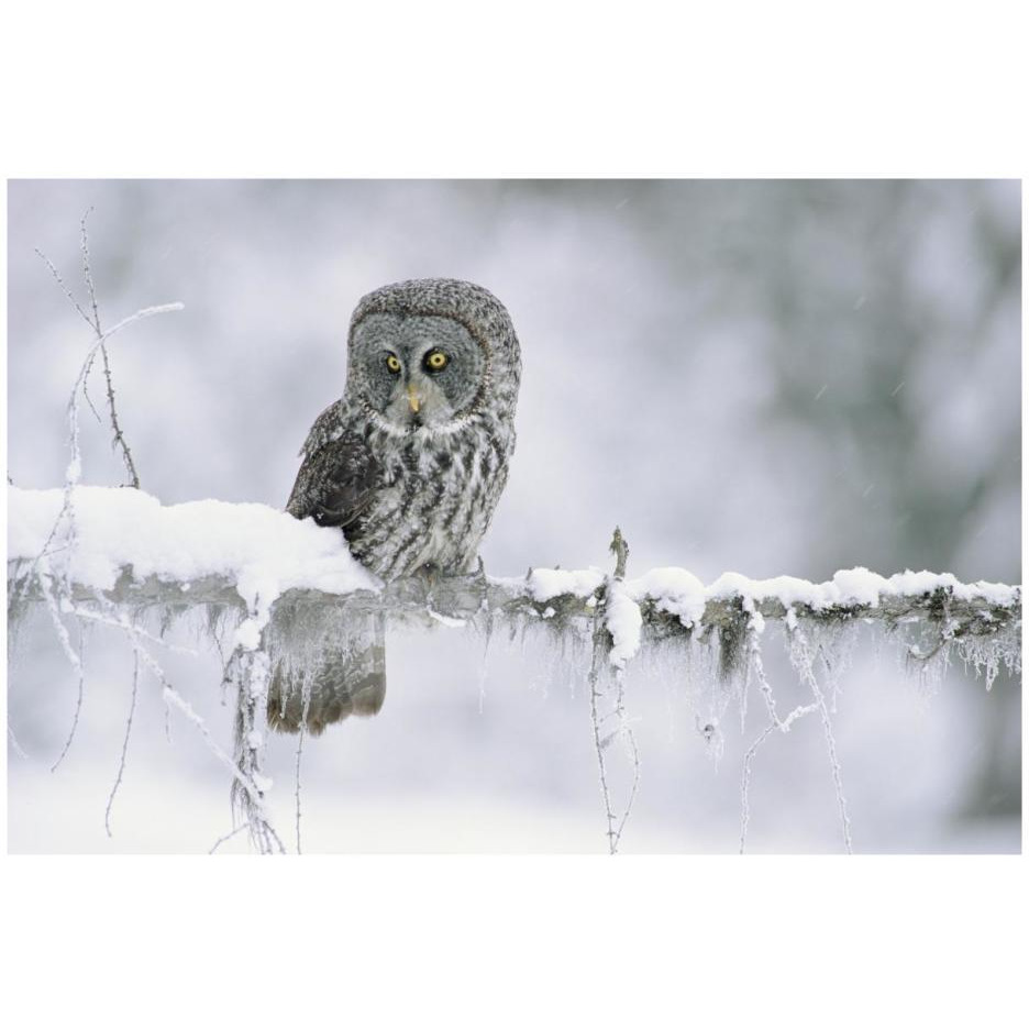 Great Gray Owl perching on a snow-covered branch, British Columbia, Canada-Paper Art-26&quotx18"