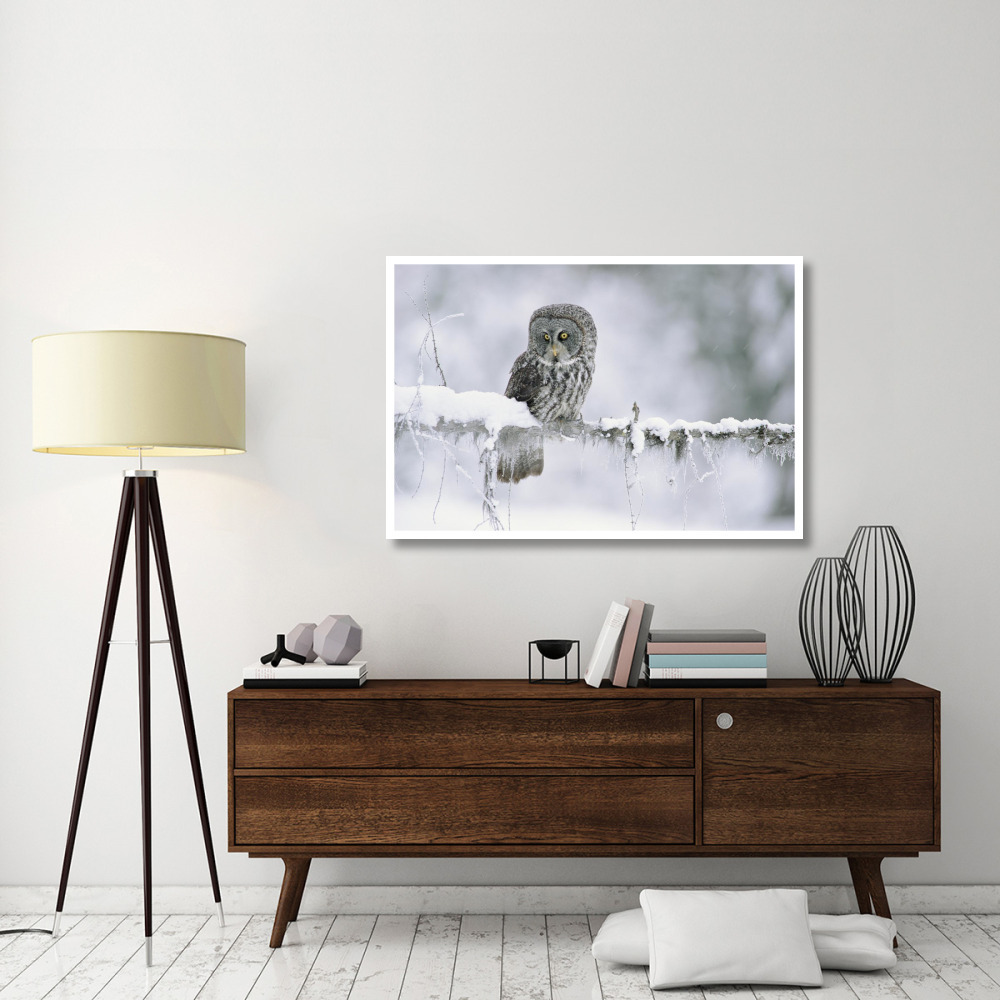 Great Gray Owl perching on a snow-covered branch, British Columbia, Canada-Paper Art-50&quotx34"