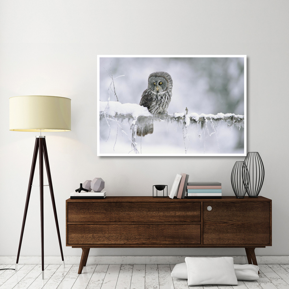 Great Gray Owl perching on a snow-covered branch, British Columbia, Canada-Paper Art-62&quotx42"