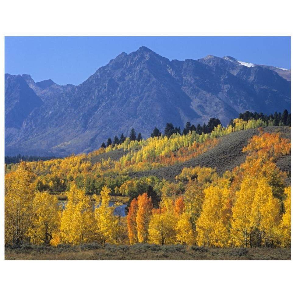 Ranger Peak and Aspen forest in autumn, Grand Teton National Park, Wyoming-Paper Art-34&quotx26"