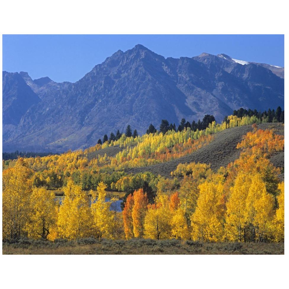 Ranger Peak and Aspen forest in autumn, Grand Teton National Park, Wyoming-Paper Art-42&quotx32"