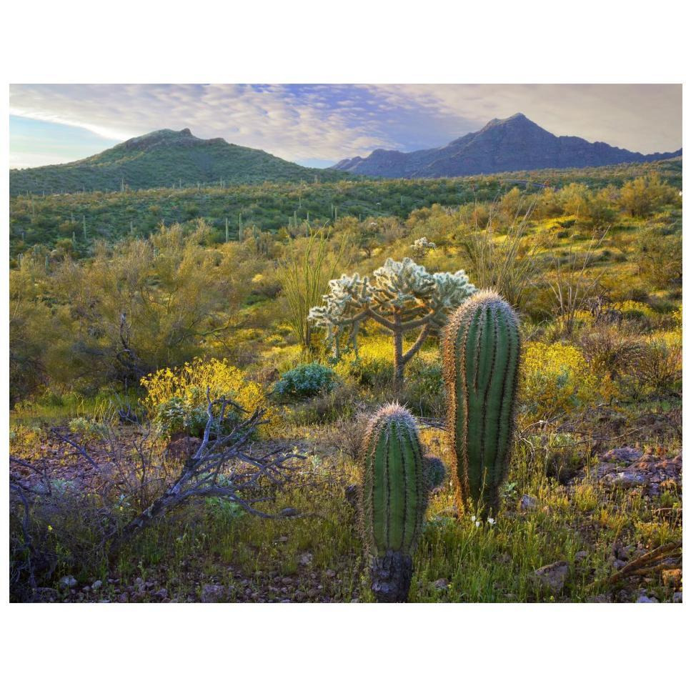 Ajo Mountains, Organ Pipe Cactus National Monument, Sonoran Desert, Arizona-Paper Art-18&quotx14"
