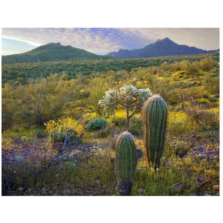 Ajo Mountains, Organ Pipe Cactus National Monument, Sonoran Desert, Arizona-Paper Art-26&quotx20"