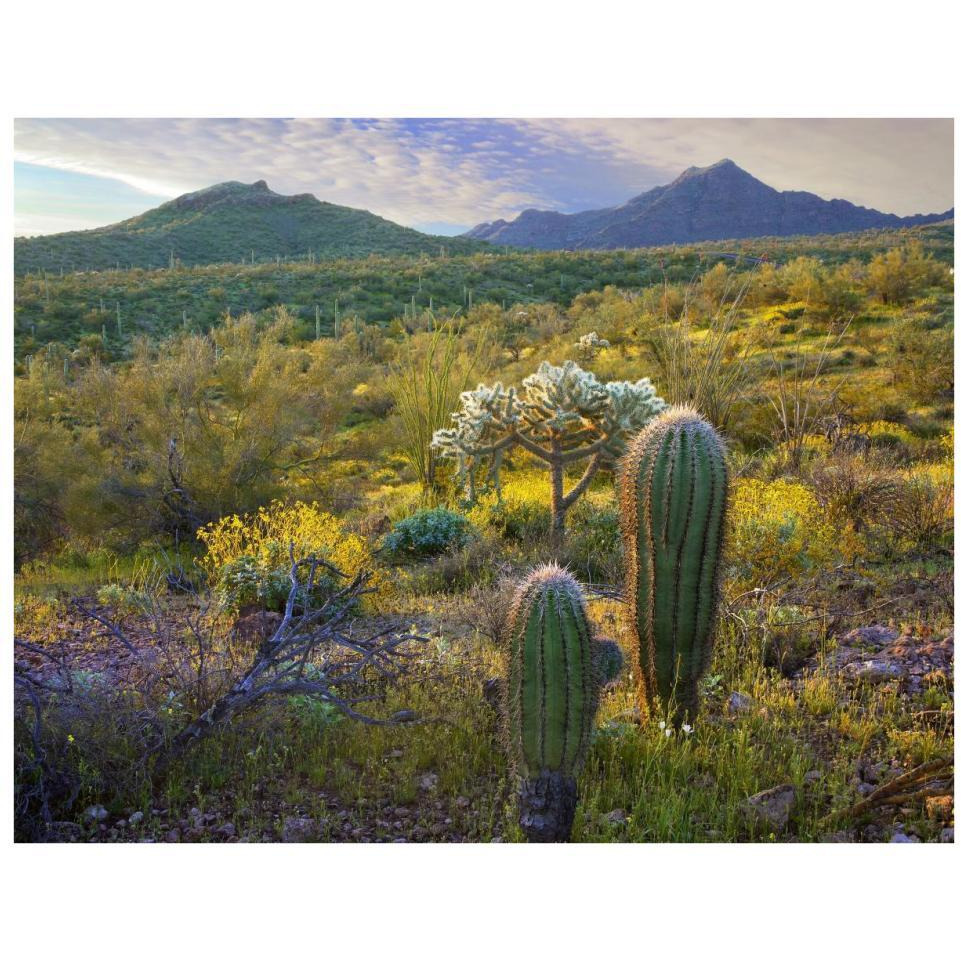 Ajo Mountains, Organ Pipe Cactus National Monument, Sonoran Desert, Arizona-Paper Art-34&quotx26"