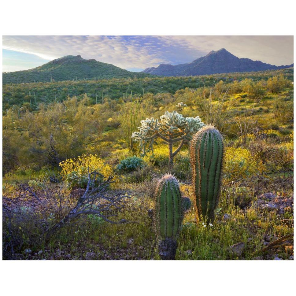 Ajo Mountains, Organ Pipe Cactus National Monument, Sonoran Desert, Arizona-Paper Art-42&quotx32"