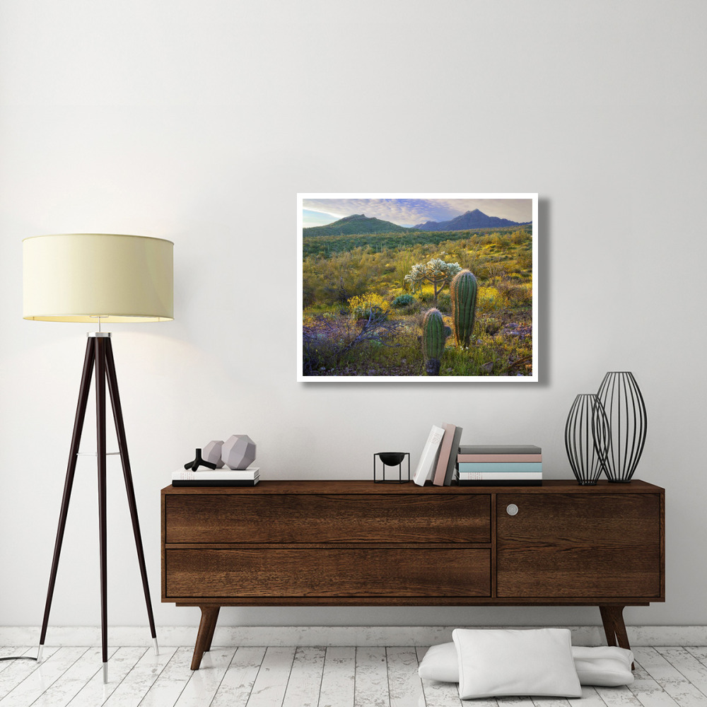 Ajo Mountains, Organ Pipe Cactus National Monument, Sonoran Desert, Arizona-Paper Art-42&quotx32"