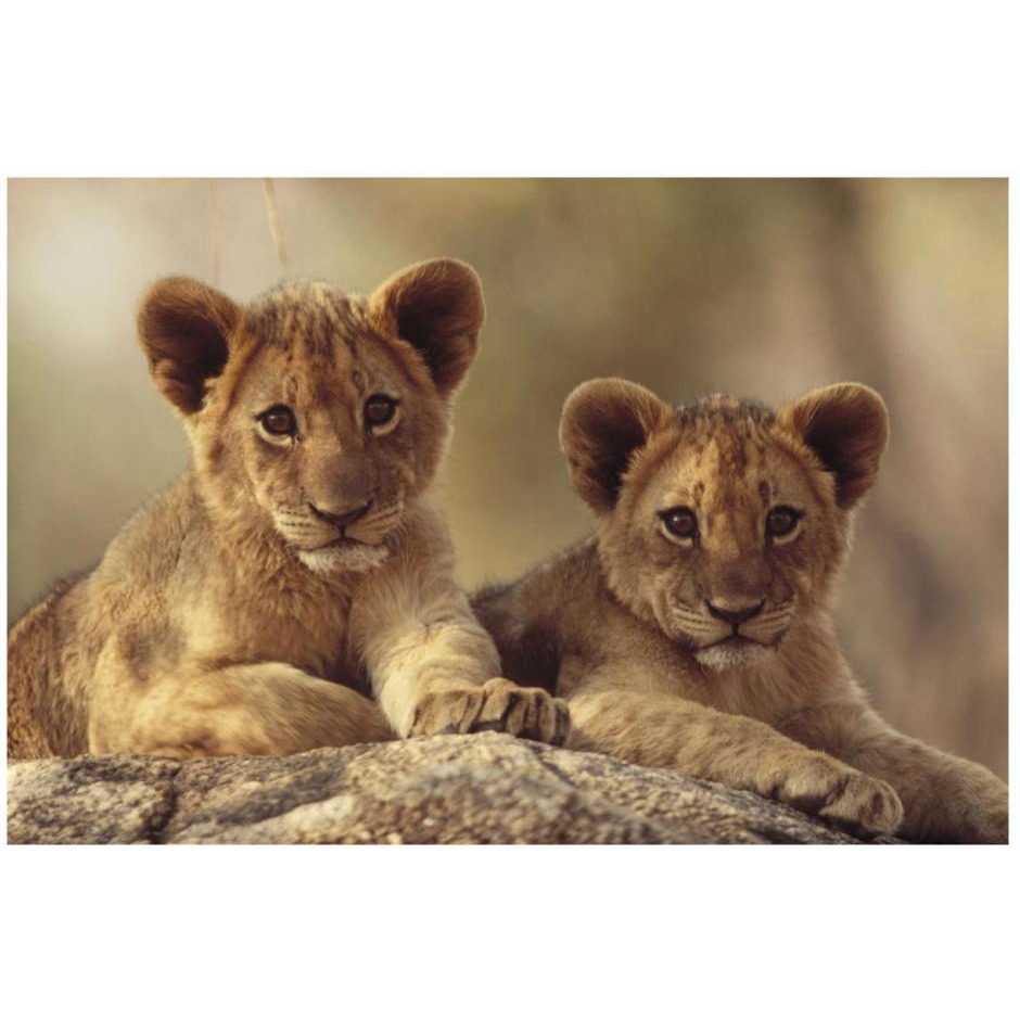 African Lion cubs resting on a rock, Hwange National Park, Zimbabwe, Africa-Paper Art-26&quotx18"