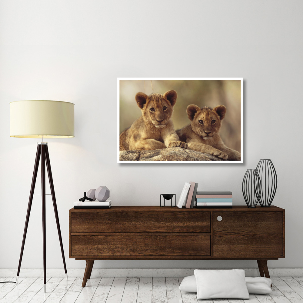 African Lion cubs resting on a rock, Hwange National Park, Zimbabwe, Africa-Paper Art-50&quotx34"