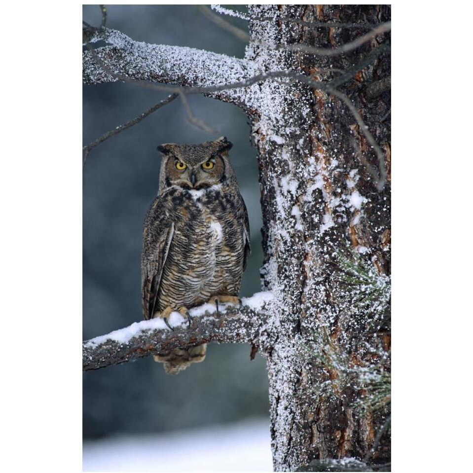 Great Horned Owl perched in tree dusted with snow, British Columbia, Canada-Paper Art-14&quotx20"