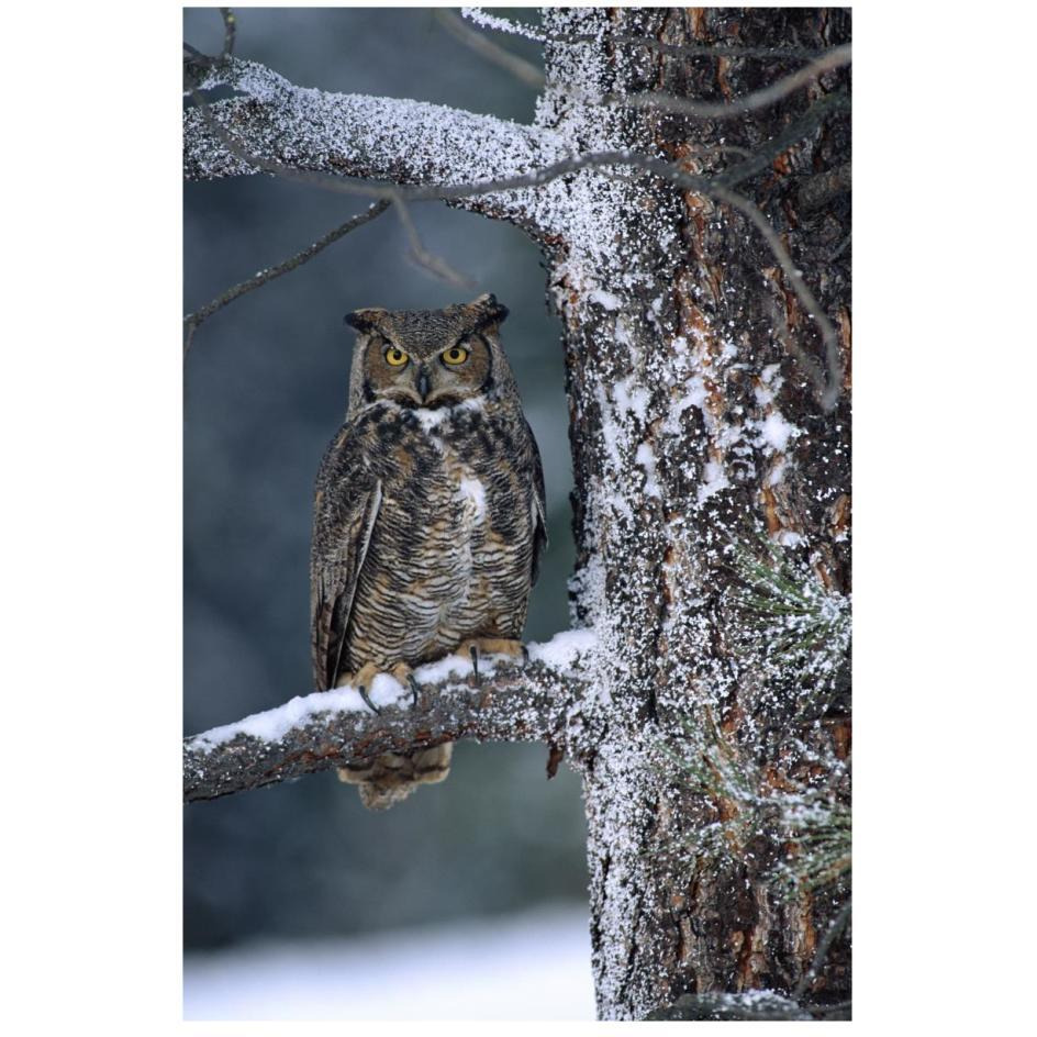 Great Horned Owl perched in tree dusted with snow, British Columbia, Canada-Paper Art-18&quotx26"