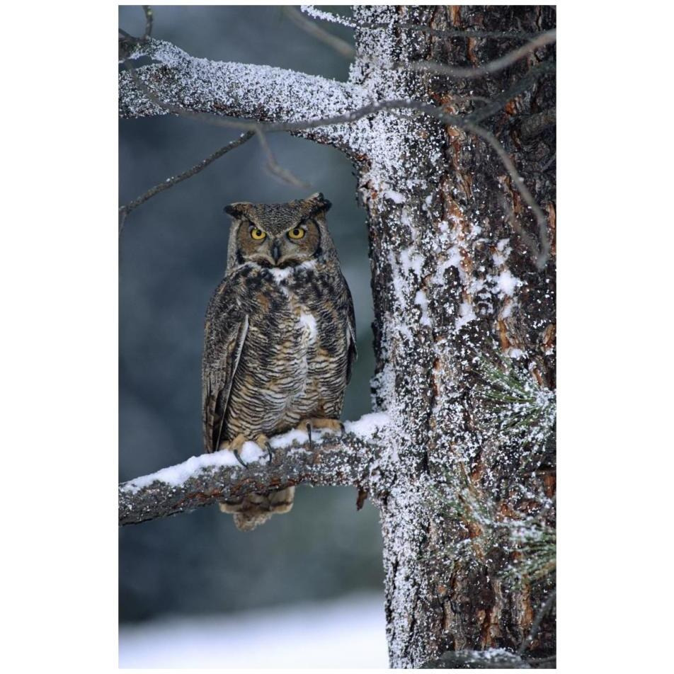 Great Horned Owl perched in tree dusted with snow, British Columbia, Canada-Paper Art-22&quotx32"