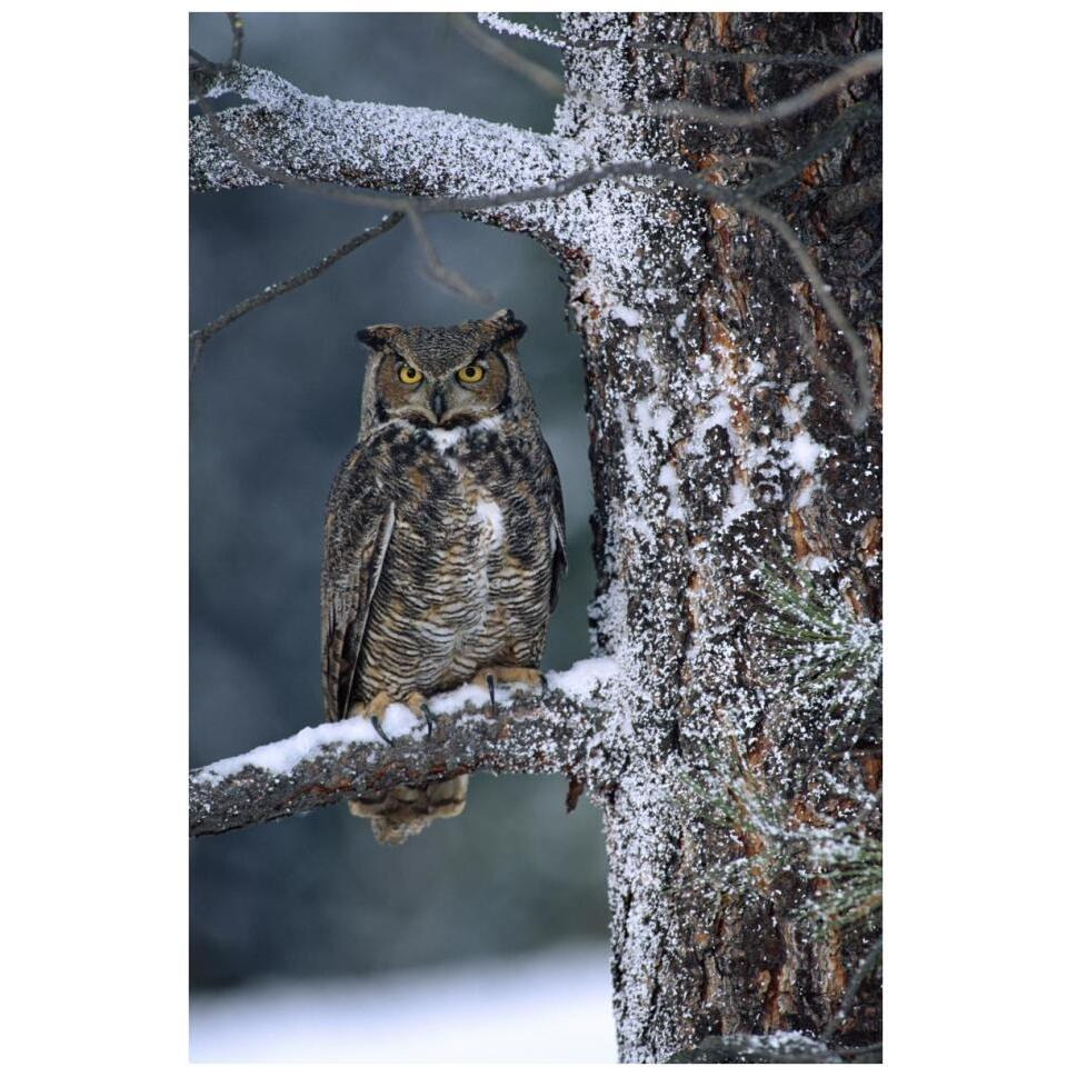 Great Horned Owl perched in tree dusted with snow, British Columbia, Canada-Paper Art-26&quotx38"