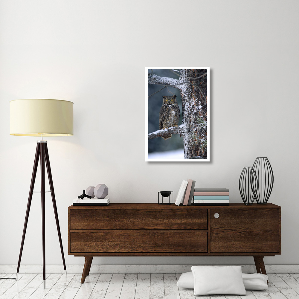 Great Horned Owl perched in tree dusted with snow, British Columbia, Canada-Paper Art-26&quotx38"