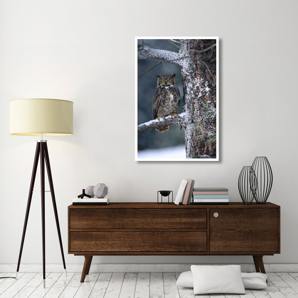 Great Horned Owl perched in tree dusted with snow, British Columbia, Canada-Paper Art-34&quotx50"