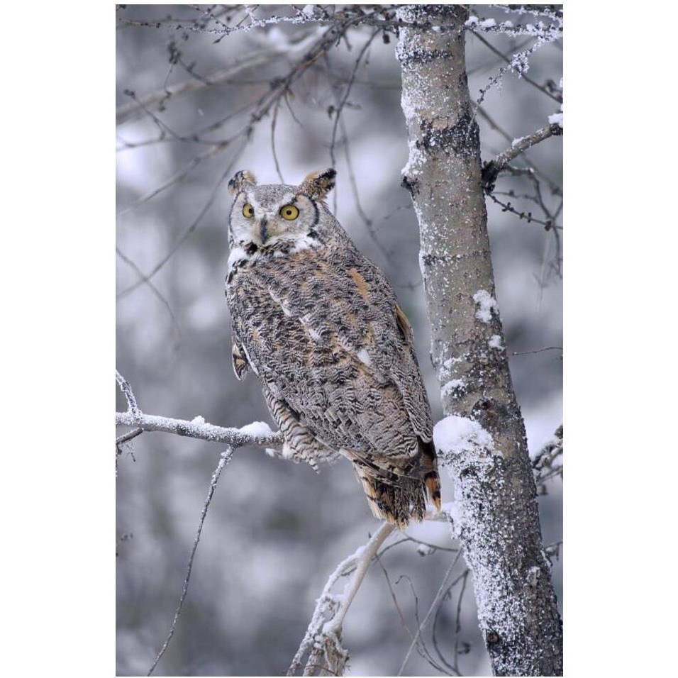 Great Horned Owl perched in tree dusted with snow, British Columbia, Canada-Paper Art-14&quotx20"