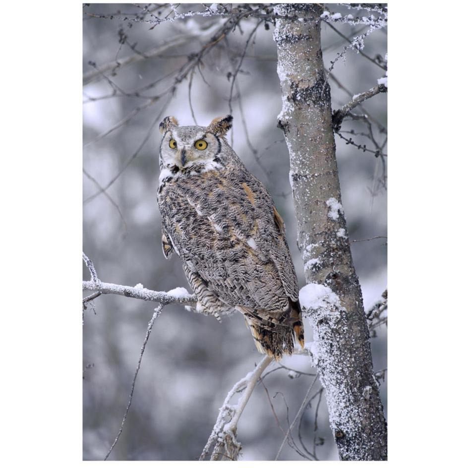 Great Horned Owl perched in tree dusted with snow, British Columbia, Canada-Paper Art-18&quotx26"