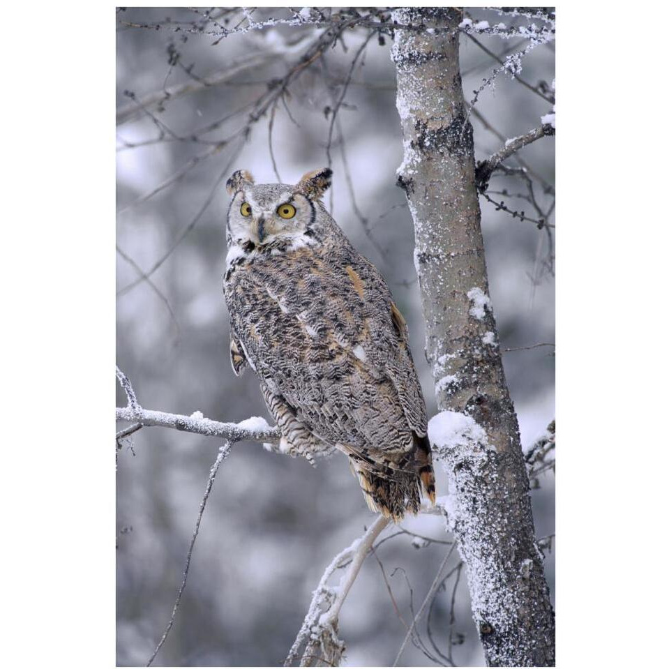 Great Horned Owl perched in tree dusted with snow, British Columbia, Canada-Paper Art-26&quotx38"