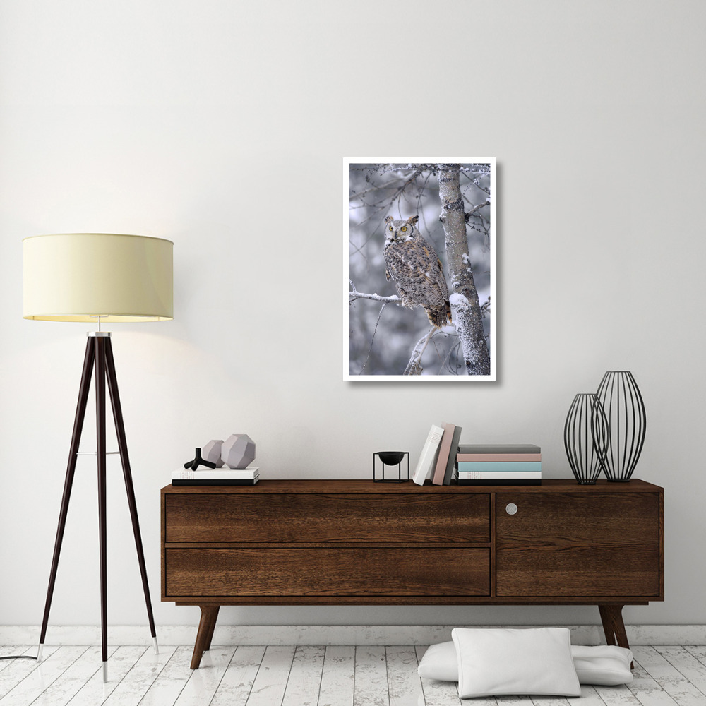 Great Horned Owl perched in tree dusted with snow, British Columbia, Canada-Paper Art-26&quotx38"