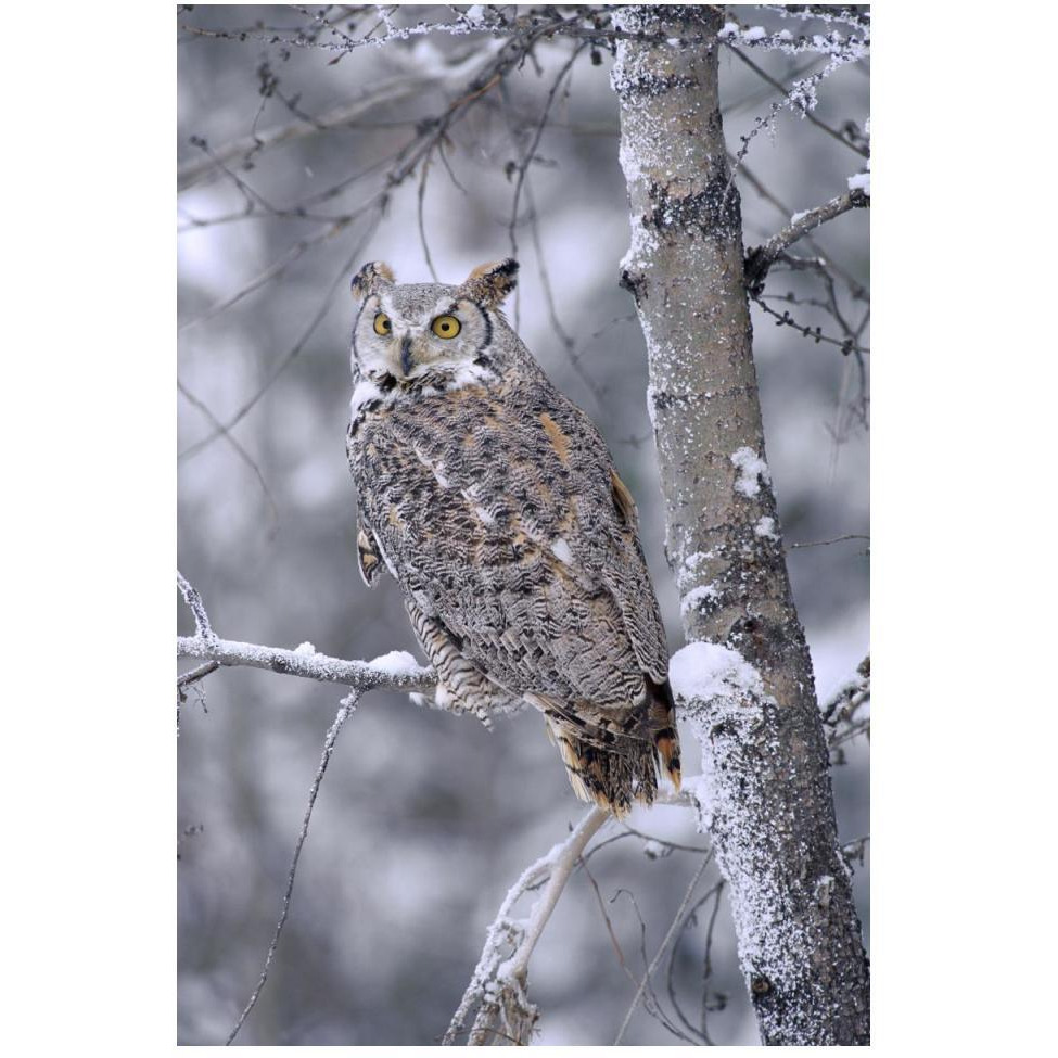 Great Horned Owl perched in tree dusted with snow, British Columbia, Canada-Paper Art-34&quotx50"