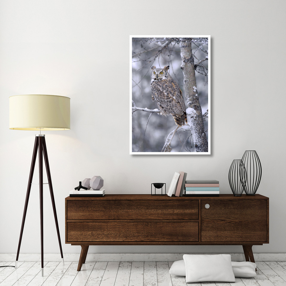 Great Horned Owl perched in tree dusted with snow, British Columbia, Canada-Paper Art-34&quotx50"