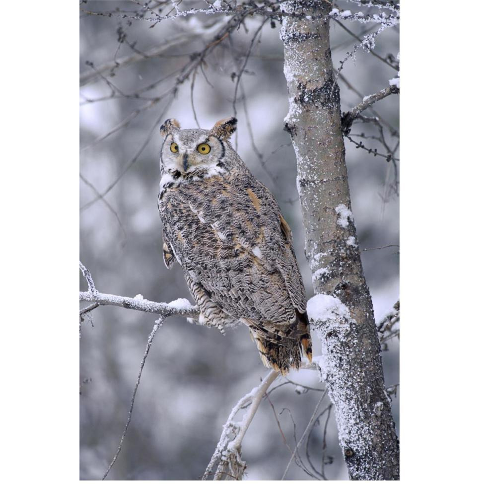 Great Horned Owl perched in tree dusted with snow, British Columbia, Canada-Paper Art-42&quotx62"