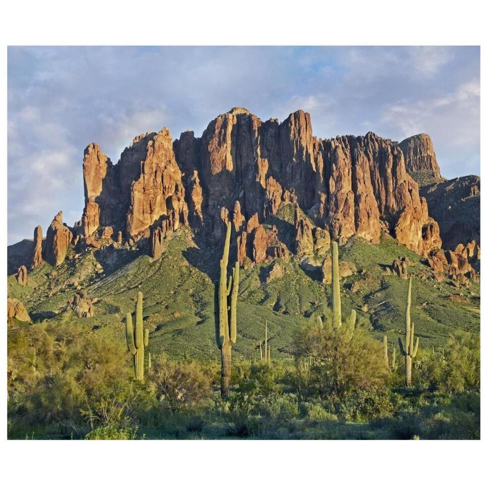 Saguaro cacti and Superstition Mountains, Lost Dutchman State Park, Arizona-Paper Art-32&quotx26.9"