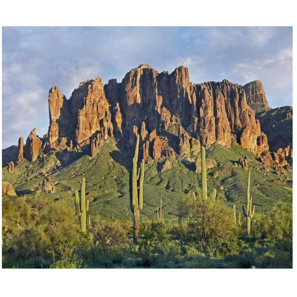 Saguaro cacti and Superstition Mountains, Lost Dutchman State Park, Arizona-Paper Art-46&quotx38.52"