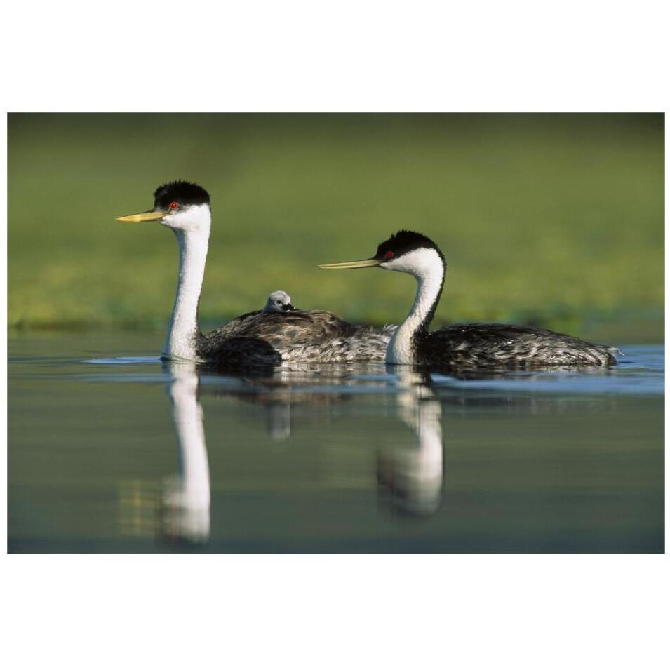 Western Grebe couple with one parent carrying chick on its back, New Mexico-Paper Art-32&quotx22"